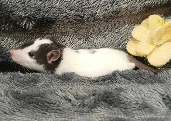 Fancy rat Owned by other Rattus norvegicus 
