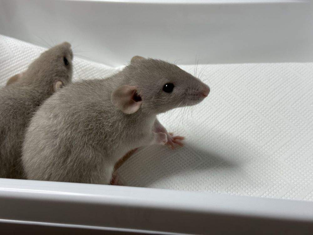 Fancy rat Pet only Rattus norvegicus 