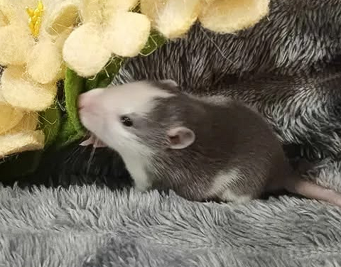Fancy rat Breeder Rattus norvegicus 