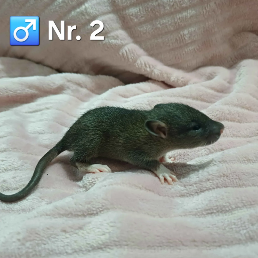 Fancy rat Pet only Rattus norvegicus 
