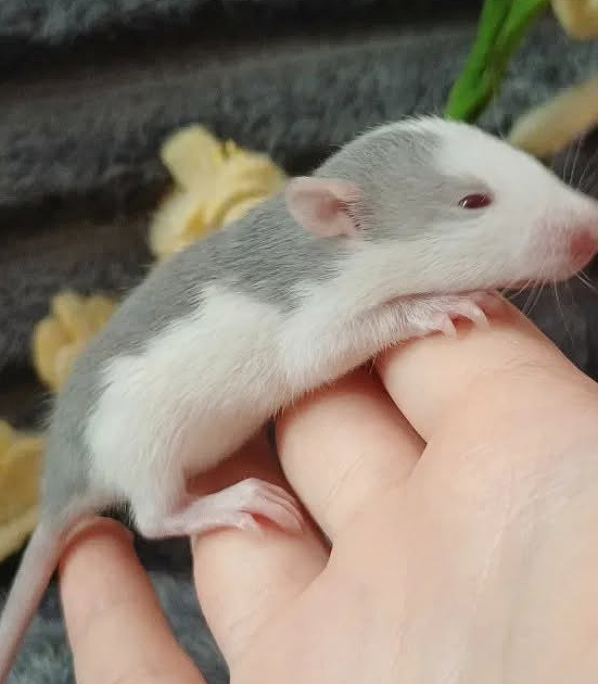 Fancy rat Owned by other Rattus norvegicus 
