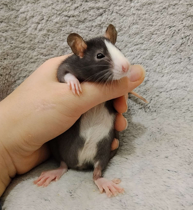 Fancy rat Available for rehoming Rattus norvegicus 