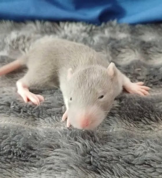 Fancy rat Owned by other Rattus norvegicus 