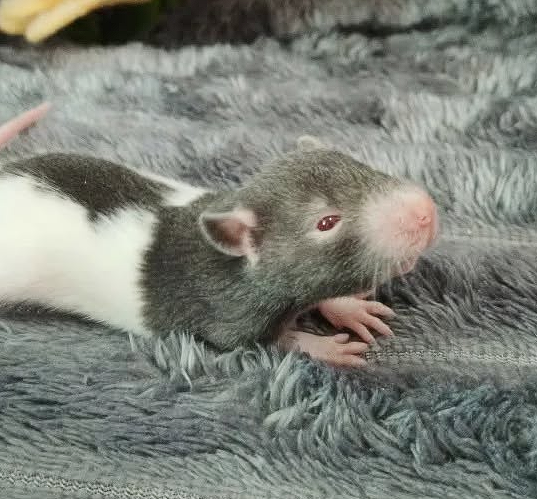 Fancy rat Owned by other Rattus norvegicus 