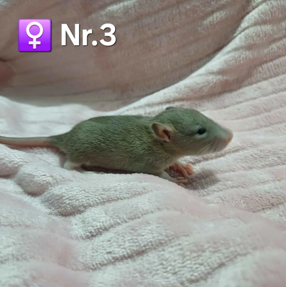Fancy rat Pet only Rattus norvegicus 