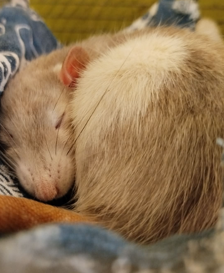 Fancy rat Breeder Rattus norvegicus 
