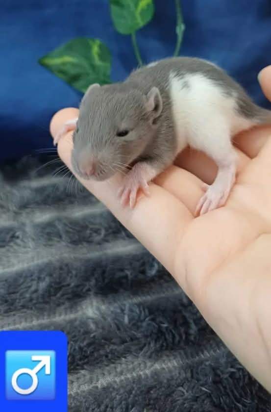 Fancy rat Available for rehoming Rattus norvegicus 