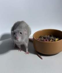 Fancy rat Owned by other Rattus norvegicus 