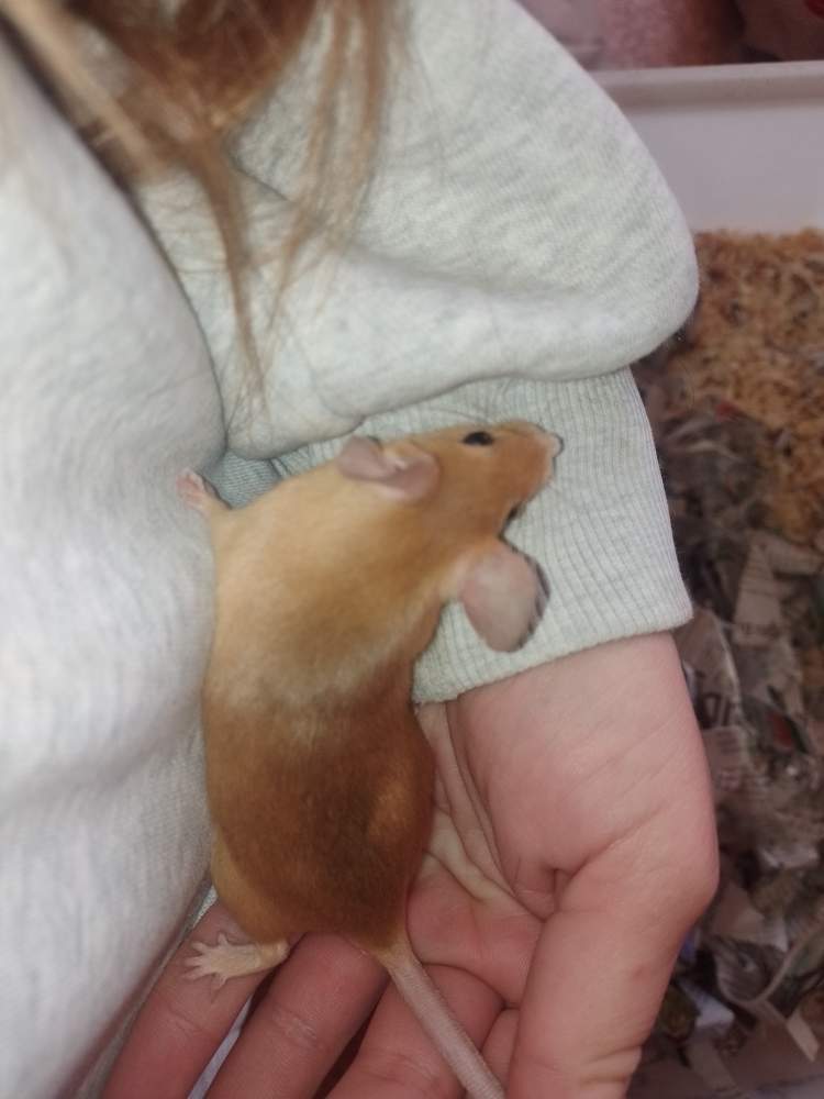 Fancy mouse Breeder Mus musculus 