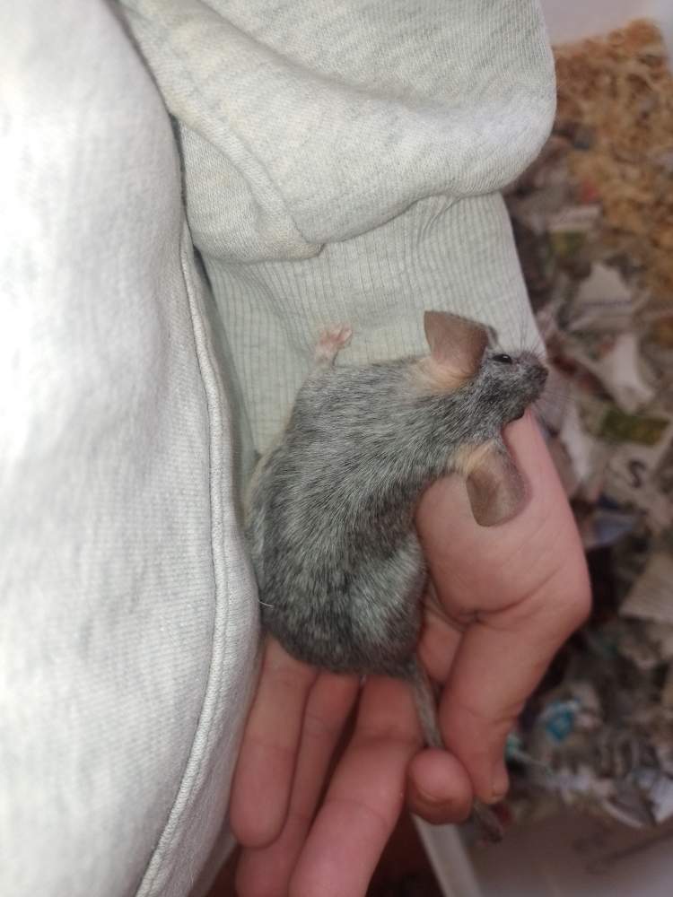 Fancy mouse Breeder Mus musculus 