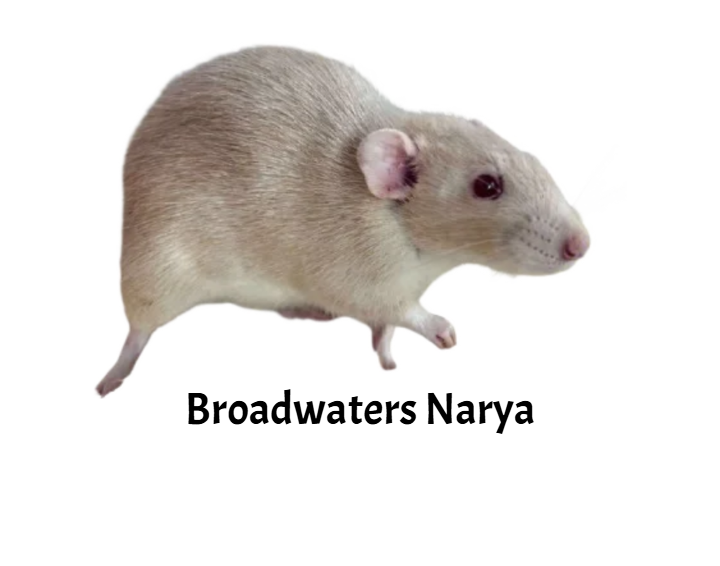 Fancy rat Breeder Rattus norvegicus 