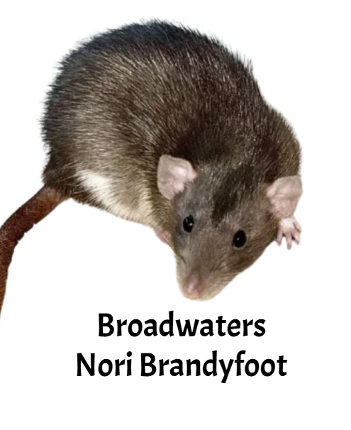 Fancy rat Breeder Rattus norvegicus 