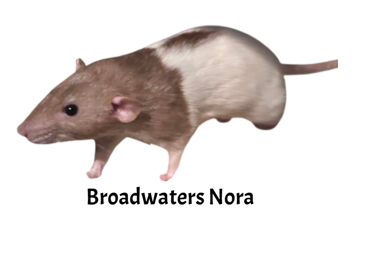 Fancy rat Retired Rattus norvegicus 