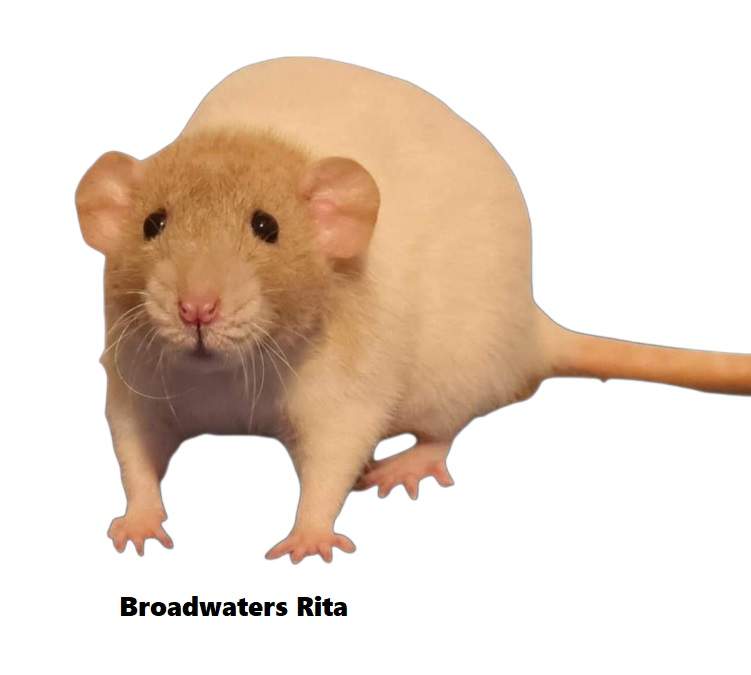 Fancy rat Deceased Rattus norvegicus 