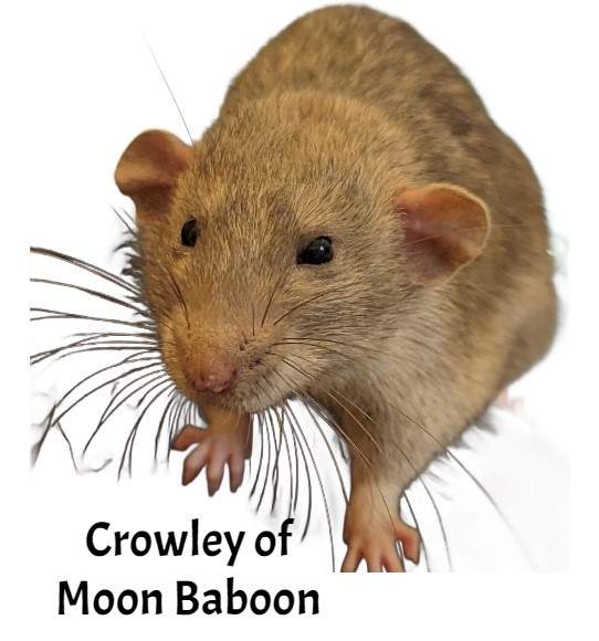 Fancy rat Owned by other Rattus norvegicus 