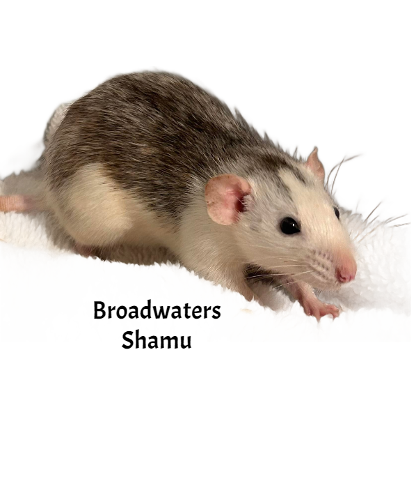 Fancy rat Deceased Rattus norvegicus 