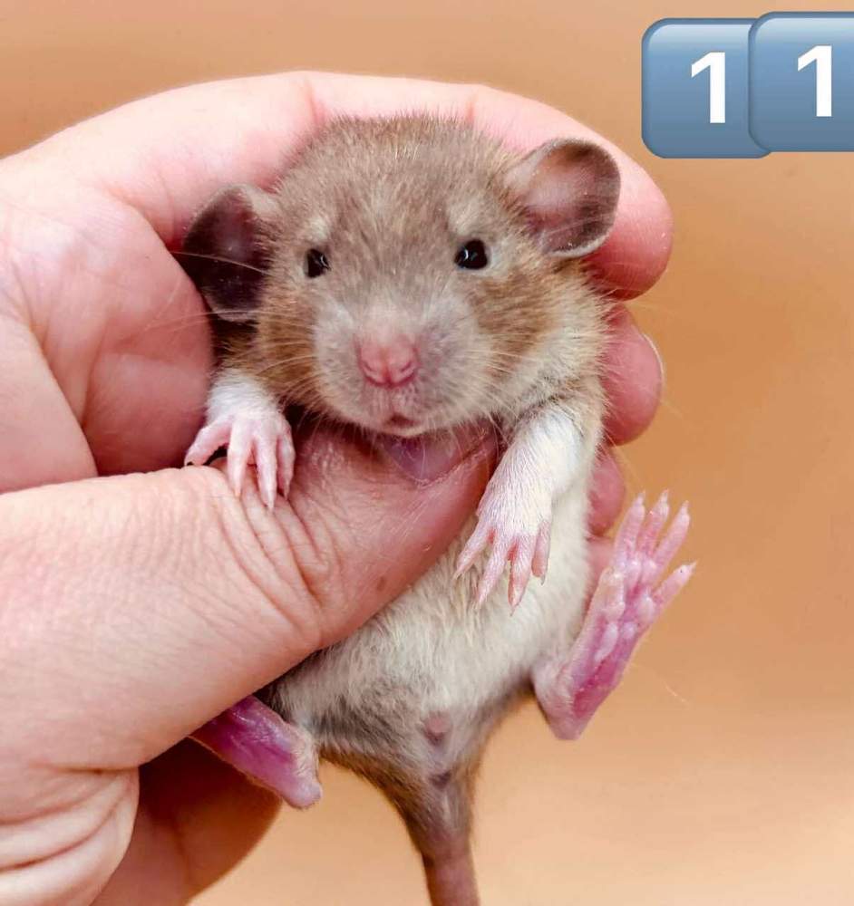 Fancy rat Owned by other Rattus norvegicus 