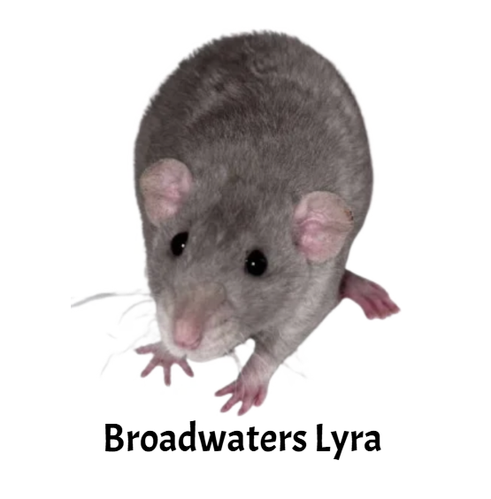 Fancy rat Breeder Rattus norvegicus 