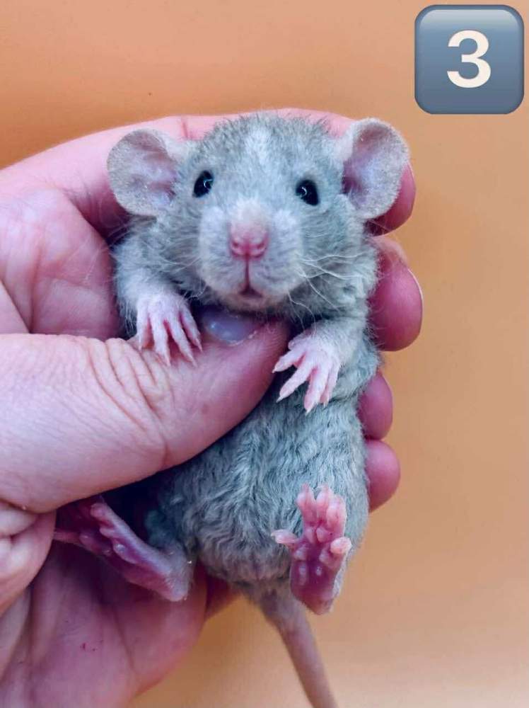 Fancy rat Breeder Rattus norvegicus 