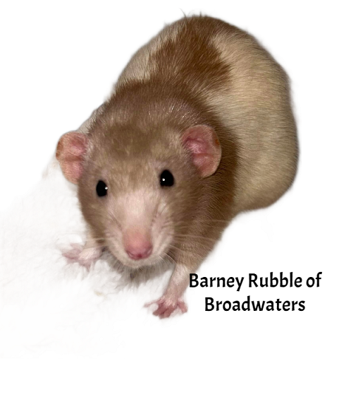 Fancy rat Deceased Rattus norvegicus 