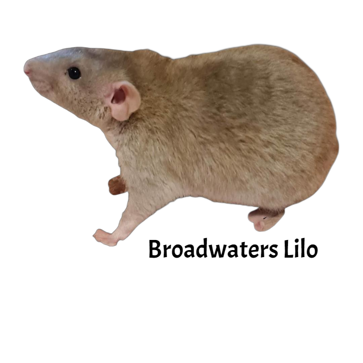 Fancy rat Deceased Rattus norvegicus 