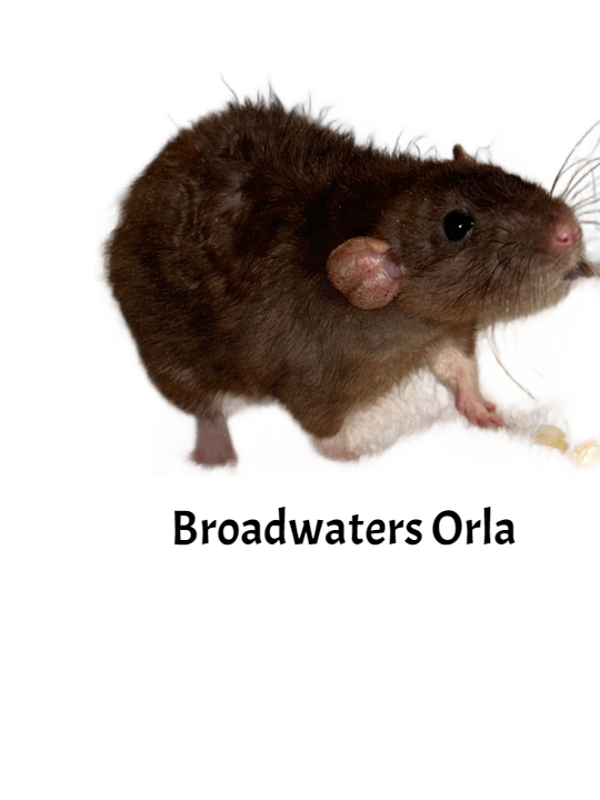 Fancy rat Retired Rattus norvegicus 