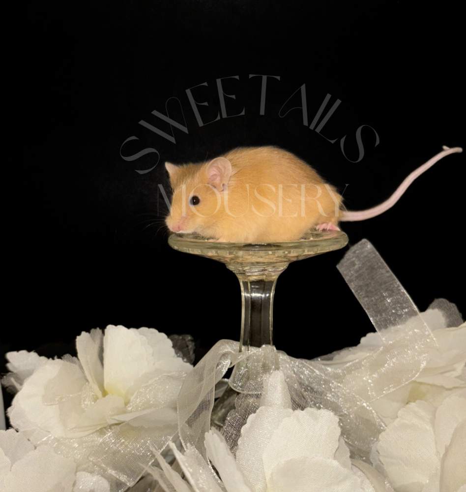 Fancy mouse Breeder Mus musculus 