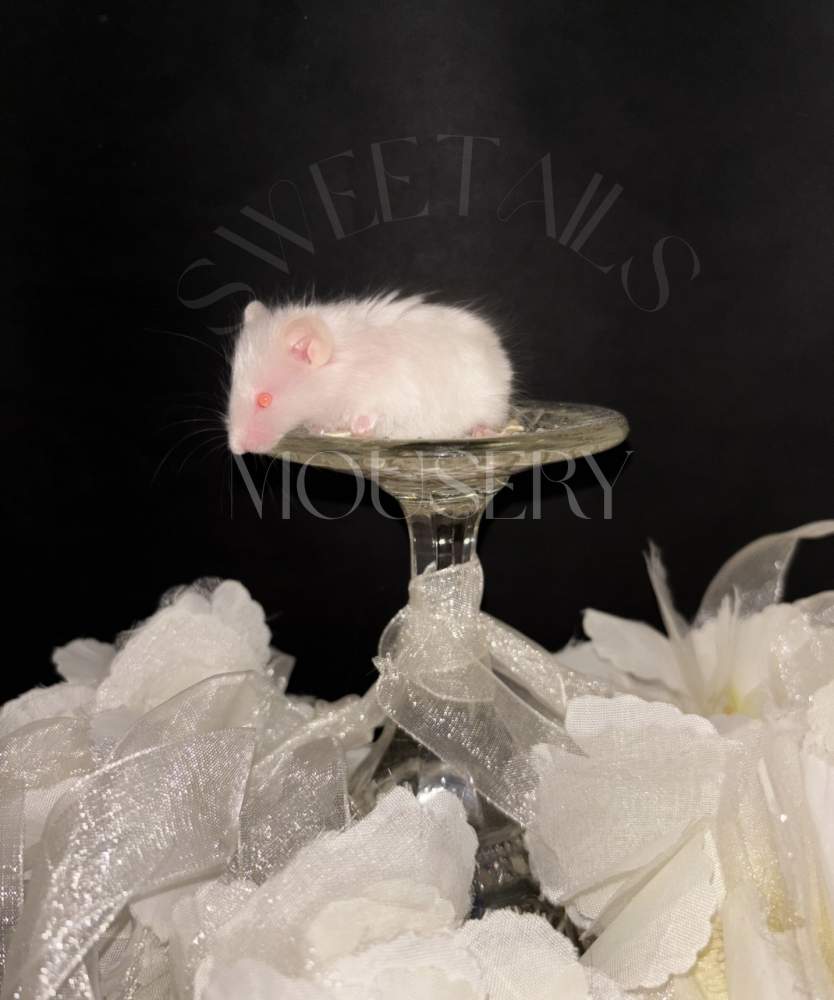Fancy mouse Breeder Mus musculus 