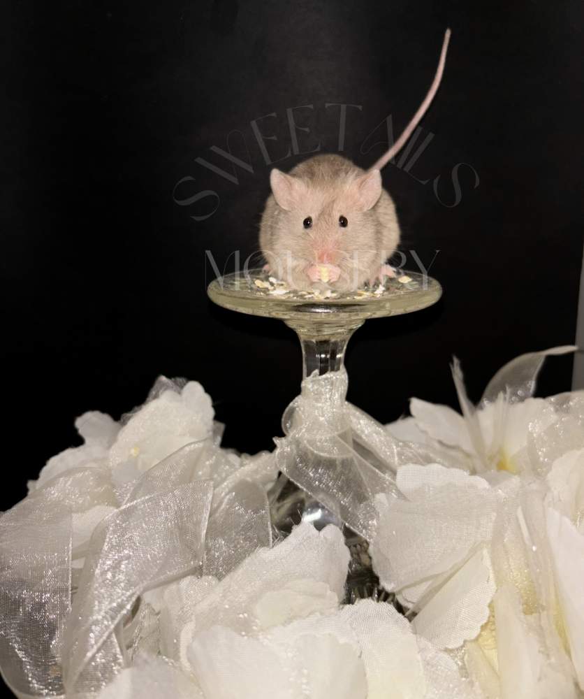 Fancy mouse Retired Mus musculus 