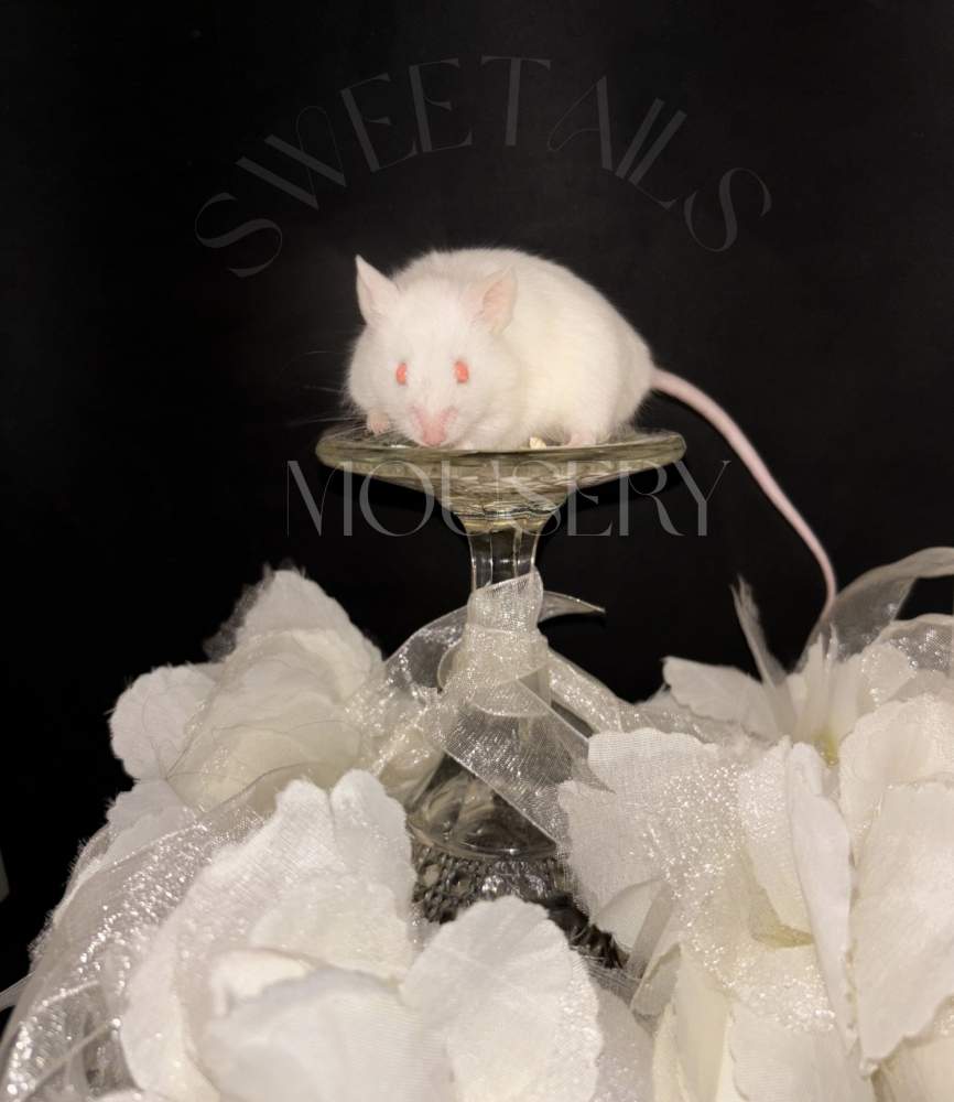 Fancy mouse Breeder Mus musculus 