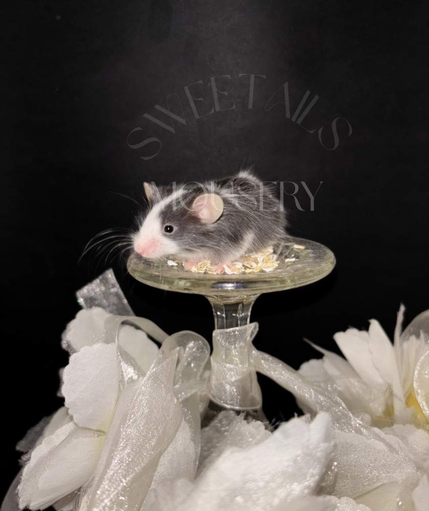 Fancy mouse Breeder Mus musculus 