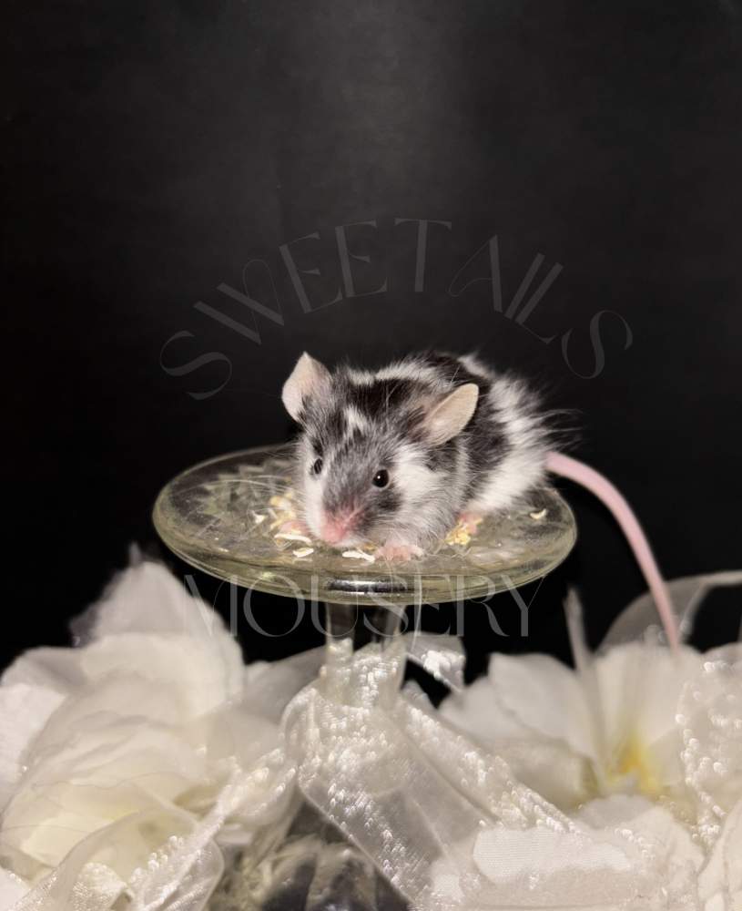 Fancy mouse Breeder Mus musculus 