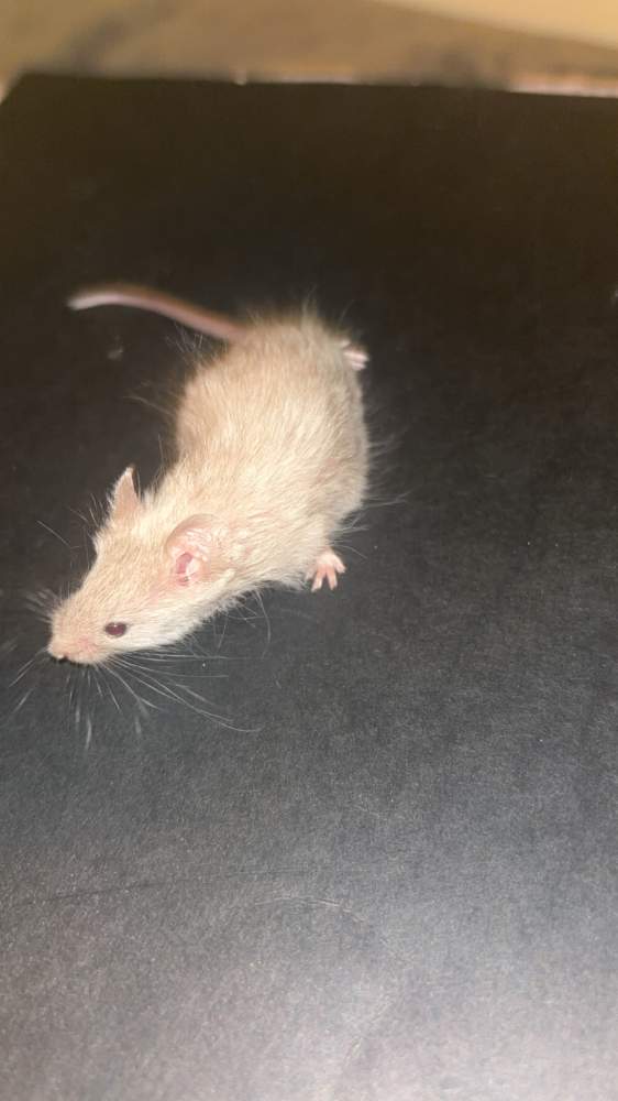 Fancy mouse Pet only Mus musculus 