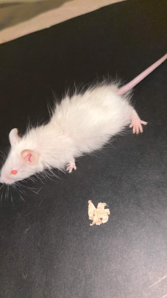 Fancy mouse Pet only Mus musculus 