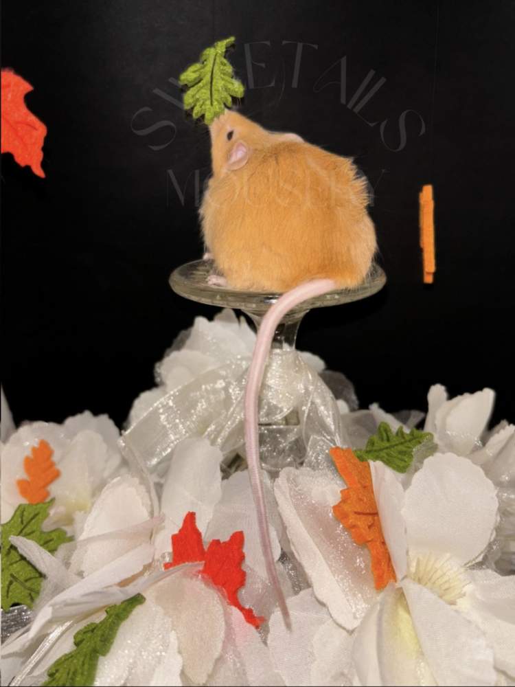 Fancy mouse Retired Mus musculus 