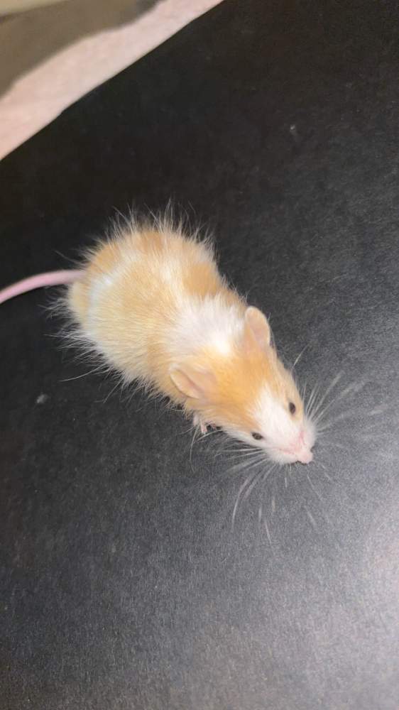 Fancy mouse Breeder Mus musculus 