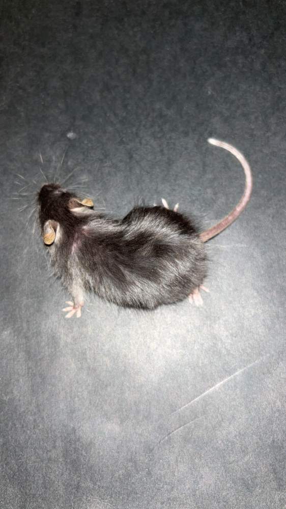 Fancy mouse Breeder Mus musculus 