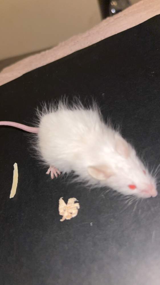 Fancy mouse Pet only Mus musculus 