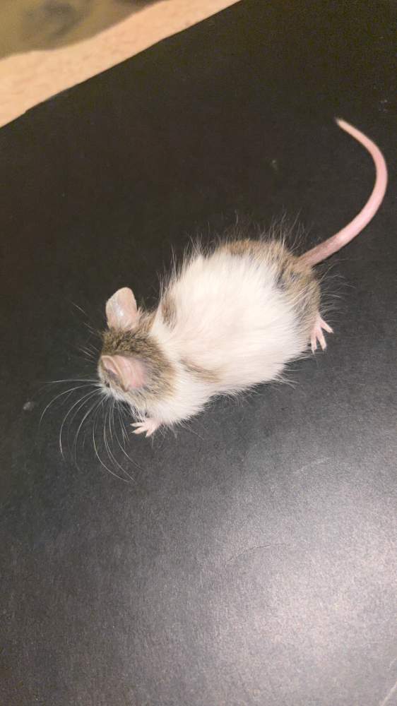 Fancy mouse Breeder Mus musculus 