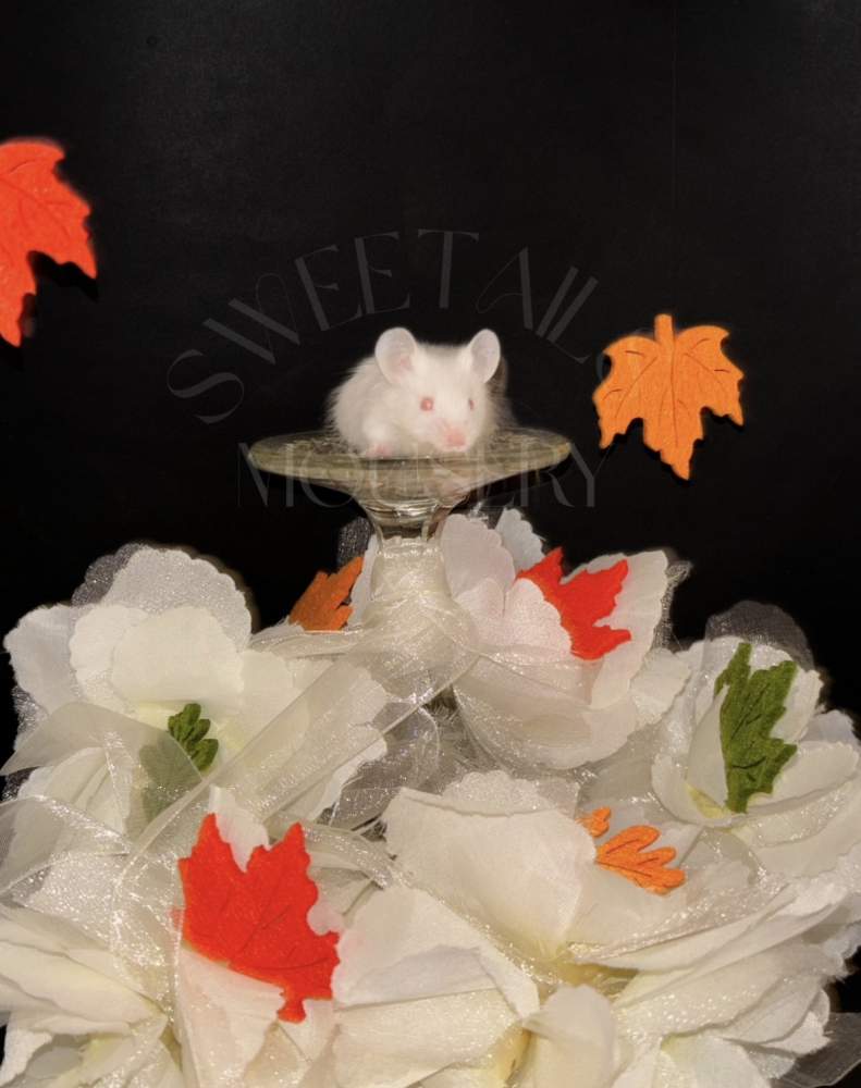 Fancy mouse Breeder Mus musculus 