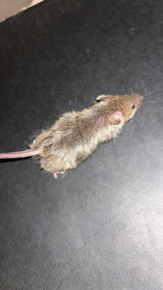 Fancy mouse Pet only Mus musculus 