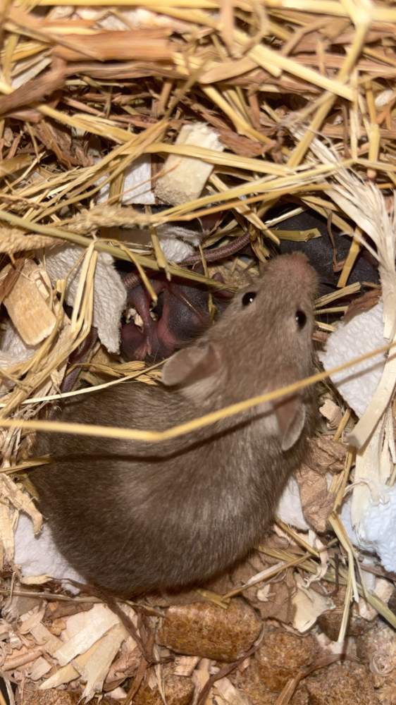 Fancy mouse Retired Mus musculus 