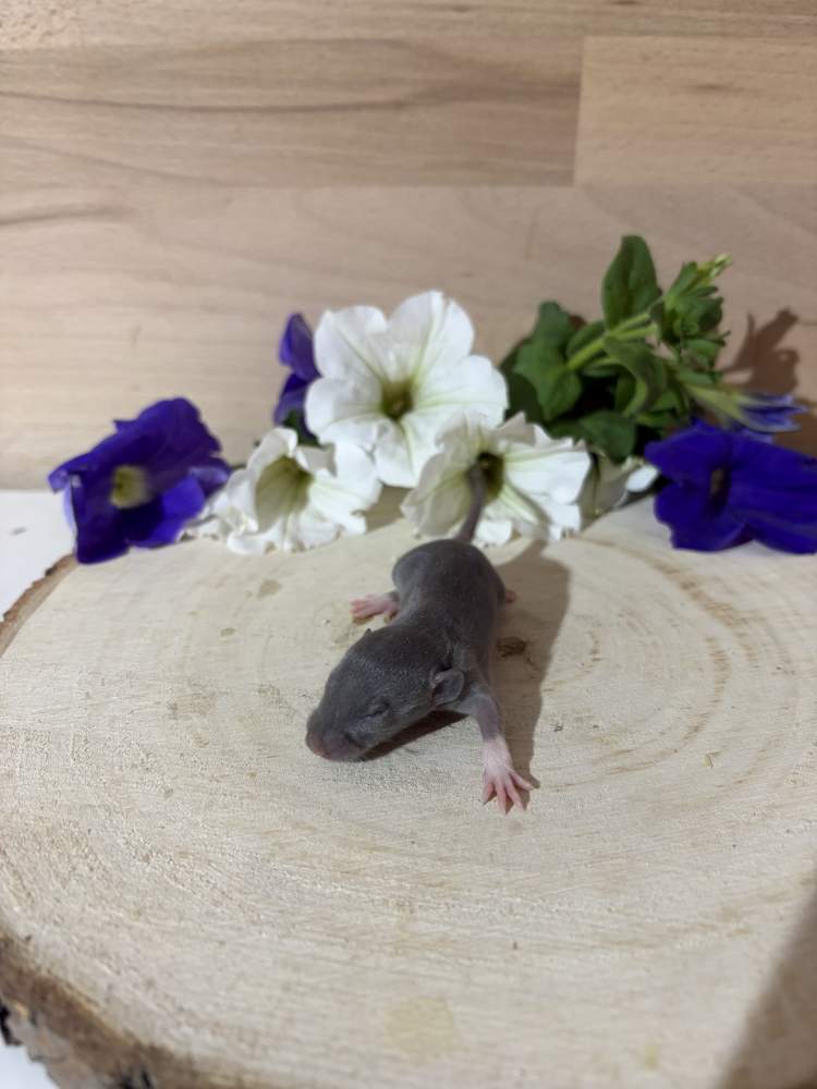 Fancy rat Pet only Rattus norvegicus 