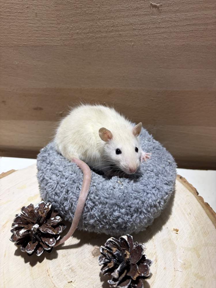 Fancy rat Pet only Rattus norvegicus 