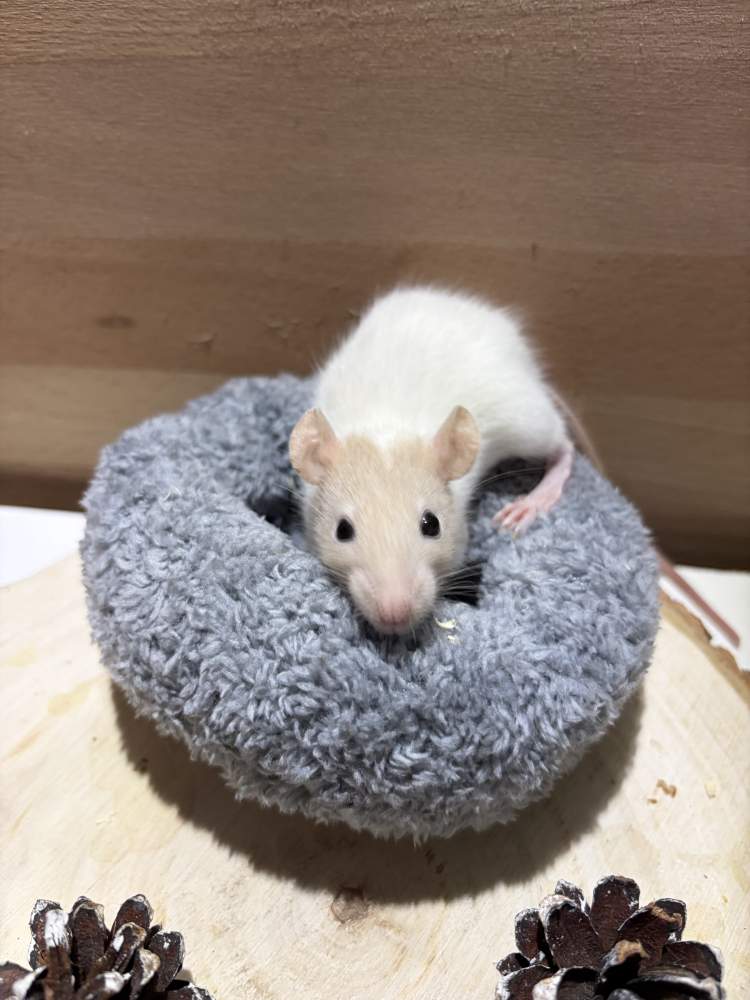Fancy rat Pet only Rattus norvegicus 