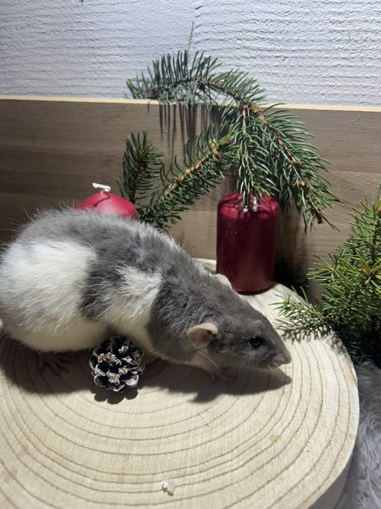 Fancy rat Pet only Rattus norvegicus 