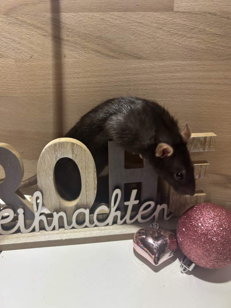 Fancy rat Pet only Rattus norvegicus 