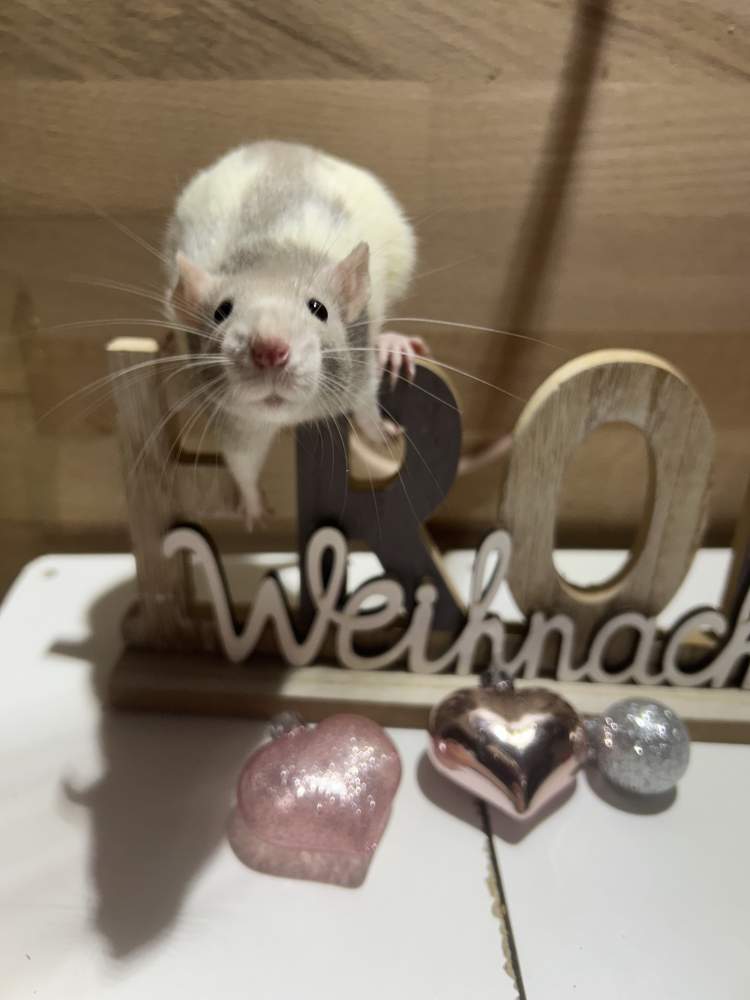 Fancy rat Pet only Rattus norvegicus 