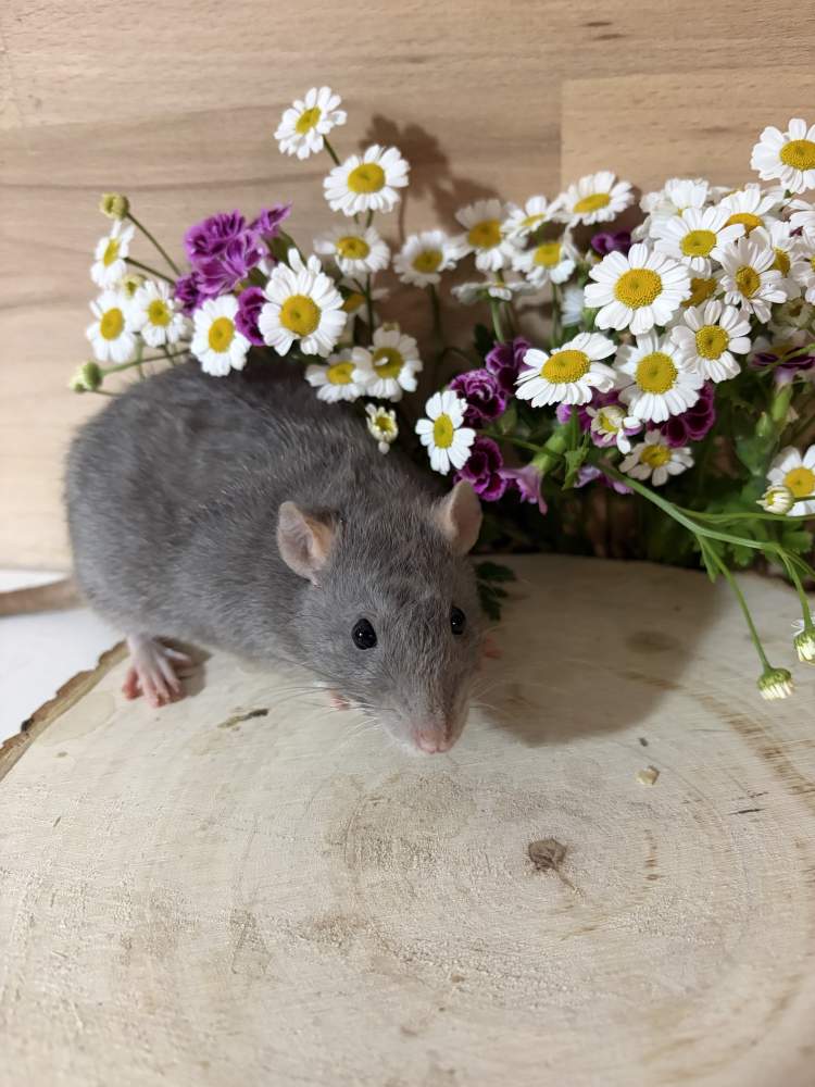 Fancy rat Pet only Rattus norvegicus 
