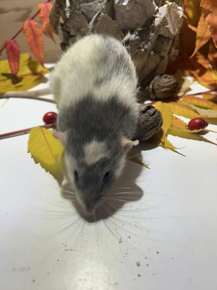 Fancy rat Pet only Rattus norvegicus 